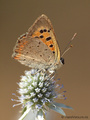 Kleiner Feuerfalter (Lycaena phlaeas) - DE (HH)