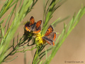 Kleiner Feuerfalter (Lycaena phlaeas), Balz - DE (HH)