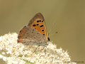 Kleiner Feuerfalter (Lycaena phlaeas) - DE (HH)