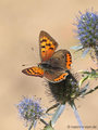 Kleiner Feuerfalter (Lycaena phlaeas) - DE (HH)