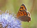 Kleiner Feuerfalter (Lycaena phlaeas) - DE (MV)