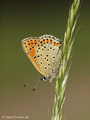 Brauner Feuerfalter (Lycaena tityrus), Weibchen - DE (NI)