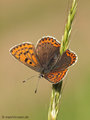 Brauner Feuerfalter (Lycaena tityrus), Weibchen - DE (NI)