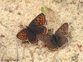 Brauner Feuerfalter (Lycaena tityrus), Weibchen links, Männchen rechts - DE (NI)