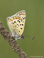 Brauner Feuerfalter (Lycaena tityrus), Männchen - DE (NI)