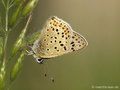 Brauner Feuerfalter (Lycaena tityrus), Weibchen - DE (NI)
