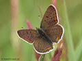Brauner Feuerfalter (Lycaena tityrus), Männchen - DE (NI)