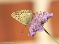 Brauner Feuerfalter (Lycaena tityrus), Weibchen - DE (MV)