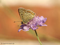 Brauner Feuerfalter (Lycaena tityrus), Weibchen - DE (MV)