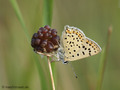 Brauner Feuerfalter (Lycaena tityrus) - DE (MV)