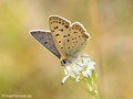 Brauner Feuerfalter (Lycaena tityrus), Männchen - DE (MV)