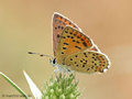 Brauner Feuerfalter (Lycaena tityrus), Weibchen - DE (MV)