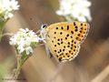 Brauner Feuerfalter (Lycaena tityrus) - DE (MV)