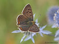 Brauner Feuerfalter (Lycaena tityrus), Männchen - DE (MV)