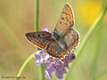 Brauner Feuerfalter (Lycaena tityrus), Weibchen - DE (MV)