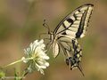 Schwalbenschwanz (Papilio machaon) - DE (MV)