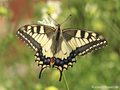 Schwalbenschwanz (Papilio machaon) - DE (MV)