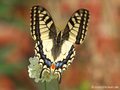 Schwalbenschwanz (Papilio machaon) - DE (MV)