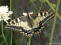 Schwalbenschwanz (Papilio machaon) - DE (MV)