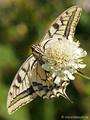 Schwalbenschwanz (Papilio machaon) - DE (MV)