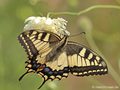 Schwalbenschwanz (Papilio machaon) - DE (MV)