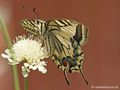Schwalbenschwanz (Papilio machaon) - DE (MV)