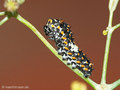 Schwalbenschwanz (Papilio machaon), Jungraupe - DE (MV)