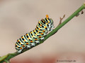Schwalbenschwanz (Papilio machaon), Raupe mit orange gefärbte Nackengabel (Osmaterium) - DE (MV)