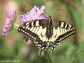 Schwalbenschwanz (Papilio machaon), Weibchen 10.05.2024 - DE (MV)