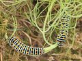 Schwalbenschwanz (Papilio machaon), Jungraupen 31.05.2024 - 3 Wochen nach Eiablage - DE (MV)