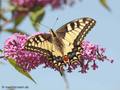 Schwalbenschwanz (Papilio machaon) - DE (MV)