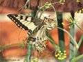 Schwalbenschwanz (Papilio machaon), Weibchen bei der Eiablage am Fenchel - DE (MV)