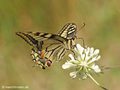 Schwalbenschwanz (Papilio machaon) - DE (MV)