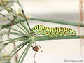 Schwalbenschwanz (Papilio machaon), ausgewachsene Raupe am Fenchel - DE (MV)