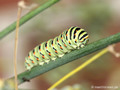 Schwalbenschwanz (Papilio machaon), ausgewachsene Raupe am Fenchel - DE (MV)
