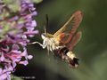 Hummelschwärmer (Hermaris fuciformis) am Sommerflieder saugend - DE (MV)