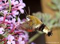 Hummelschwärmer (Hermaris fuciformis) am Sommerflieder saugend - DE (MV)
