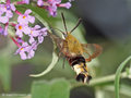 Hummelschwärmer (Hermaris fuciformis) am Sommerflieder saugend - DE (MV)