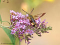 Hummelschwärmer (Hermaris fuciformis) am Sommerflieder saugend - DE (MV)