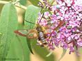 Hummelschwärmer (Hermaris fuciformis) am Sommerflieder saugend - DE (MV)
