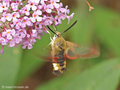 Hummelschwärmer (Hermaris fuciformis) am Sommerflieder saugend - DE (MV)
