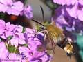 Hummelschwärmer (Hermaris fuciformis) - DE (MV)