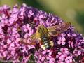 Hummelschwärmer (Hermaris fuciformis) - DE (MV)