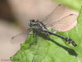 Gemeine Keiljungfer (Gomphus vulgatissimus), Männchen - DE (SH)