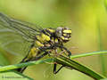 Gemeine Keiljungfer (Gomphus vulgatissimus), Weibchen kurz nach dem Schlupf - DE (SH)