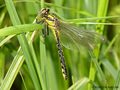 Gemeine Keiljungfer (Gomphus vulgatissimus), Weibchen kurz nach dem Schlupf - DE (SH)