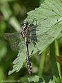 Gemeine Keiljungfer (Gomphus vulgatissimus), Männchen - DE (MV)