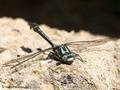 Gemeine Keiljungfer (Gomphus vulgatissimus), Männchen - DE (MV)