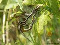 Gemeine Keiljungfer (Gomphus vulgatissimus), Paarungsrad - DE (MV)