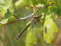 Gemeine Keiljungfer (Gomphus vulgatissimus), Weibchen - DE (MV)
